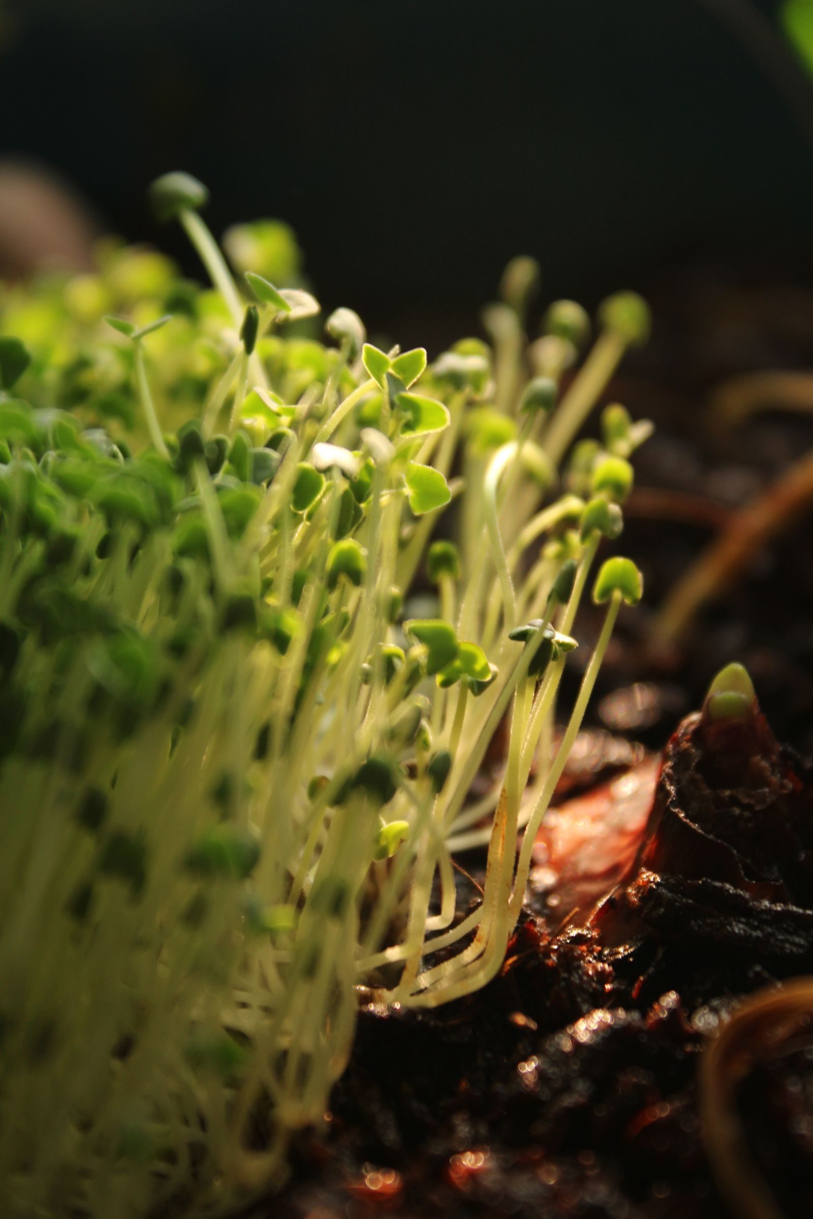 Микрозелень Green City Farm крупным планом